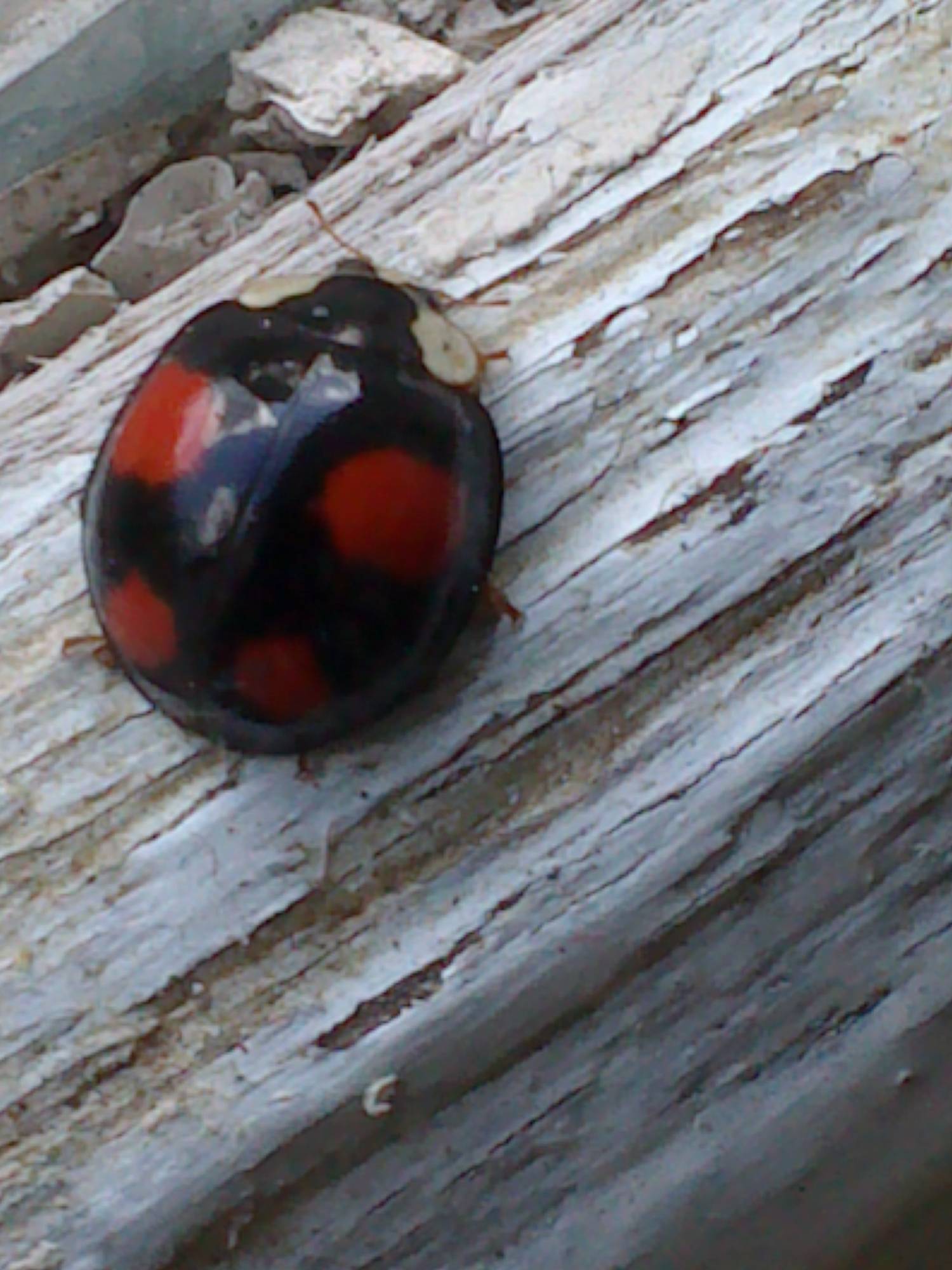 PHOTOS  20 coccinelle